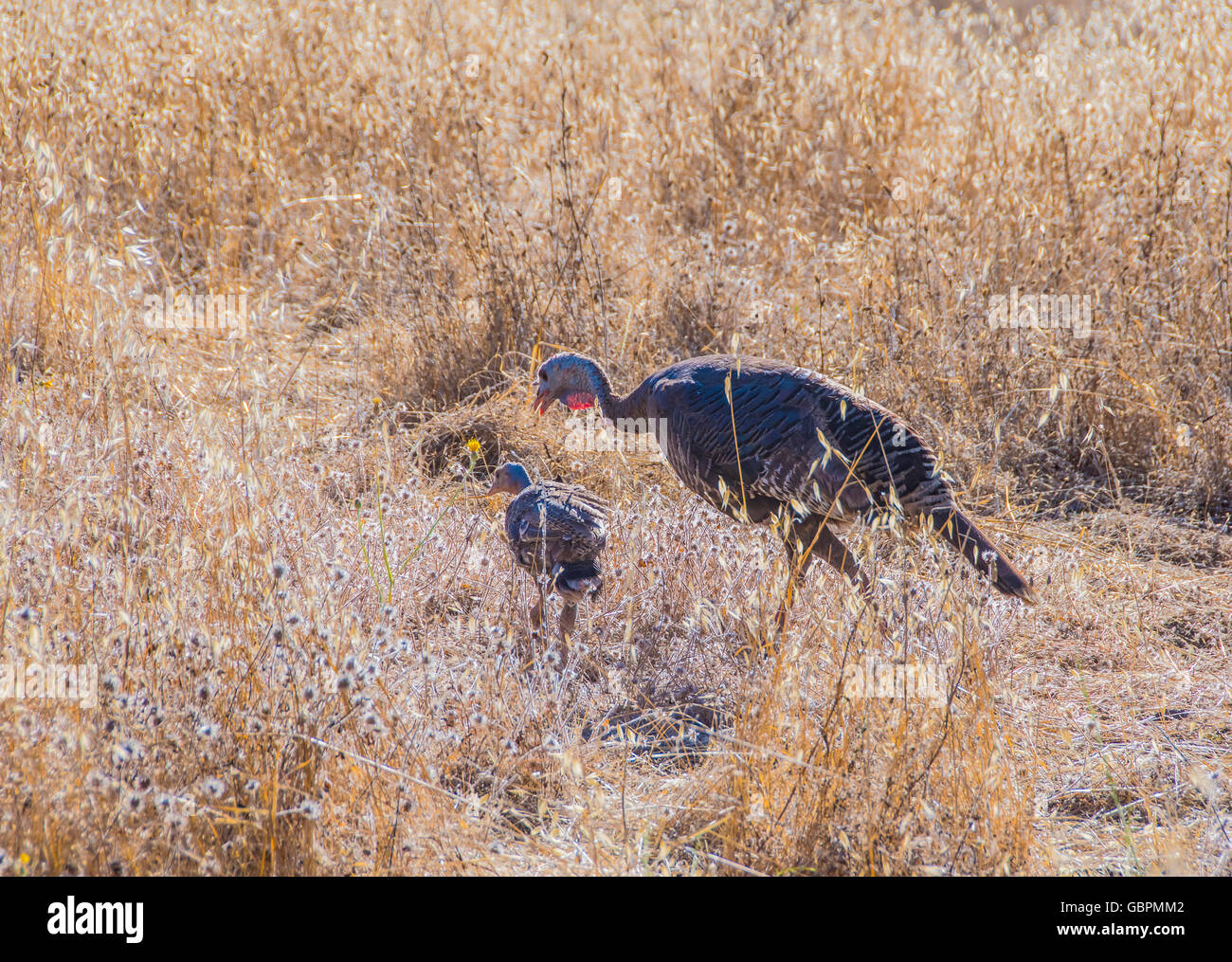 Wilder Truthahn Huhn mit ein Küken in der trockenen Wiese, auf der Suche nach Nahrung. Stockfoto