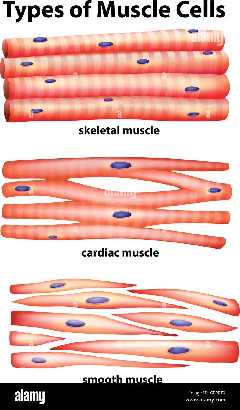 Diagramm-Typen der Muskel Zellen illustration Stock Vektor