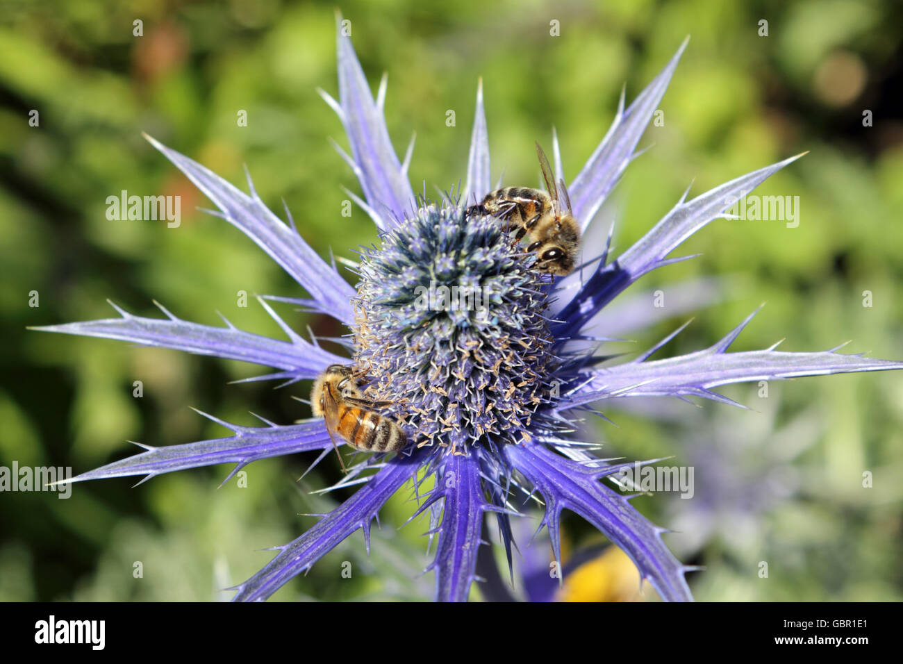 Pembroke Lodge im Richmond Park, London, UK. 2. Juli 2016. Zwei Bienen sammeln Pollen auf Eryngium Planum oder blaue Meer Holly, an einem warmen sonnigen Tag in London, wo die Gärten in Pembroke Lodge in Richmond Park voll von schönen Blumen in voller Blüte sind. Bildnachweis: Julia Gavin UK/Alamy Live-Nachrichten Stockfoto