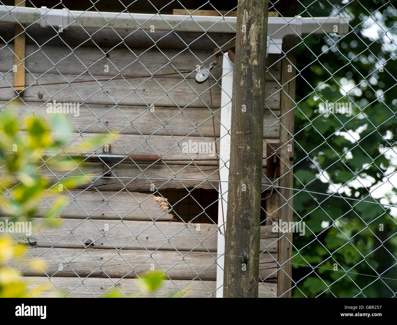 Plymouth, Devon, UK. 7. Juli 2016. Die Enlosure zeigt das Loch wo der Luchs aus Dartmoor Zoo entkommen. Einzigartige Aufnahmen Credit: Farlap/Alamy Live-Nachrichten Stockfoto