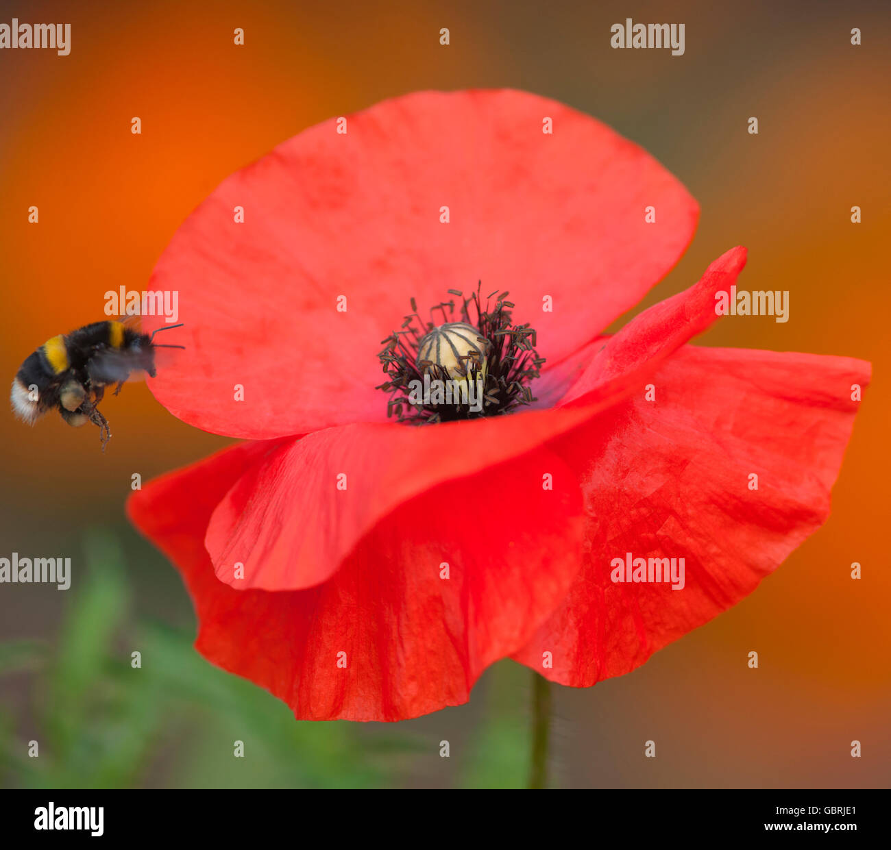 Terrestris gemeinsame Hummel auf eine rote Mohnblume Stockfoto