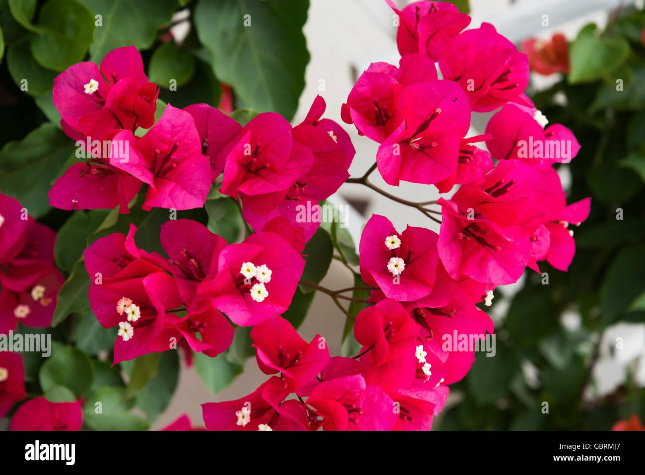 Detail der schönen roten Bougainvillea Blumen als Hintergrund Stockfoto