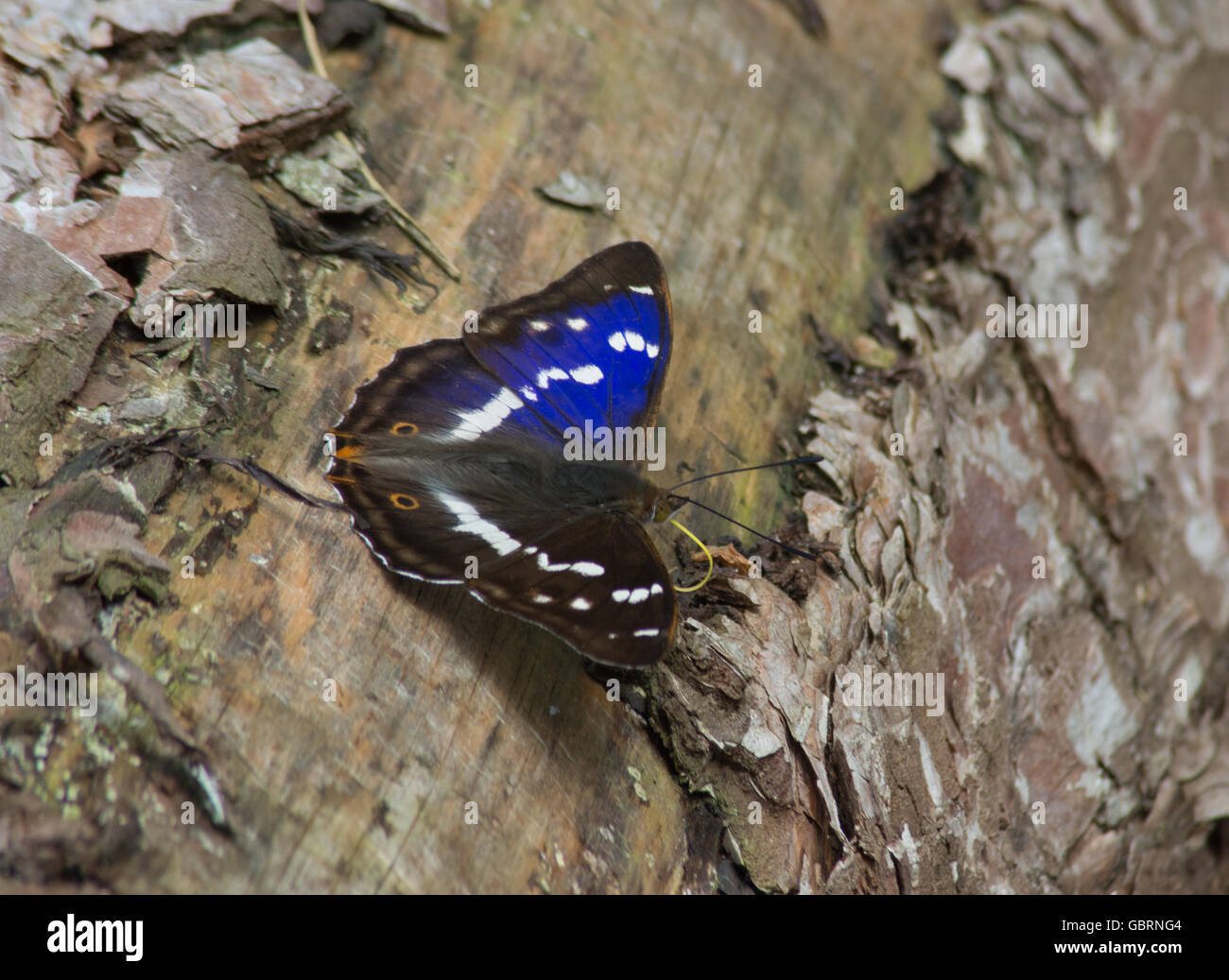 Purple Kaiser Schmetterling (Apatura Iris) aalen mit offenen Flügeln in Alice holt Forest in Hampshire, England, Großbritannien Stockfoto
