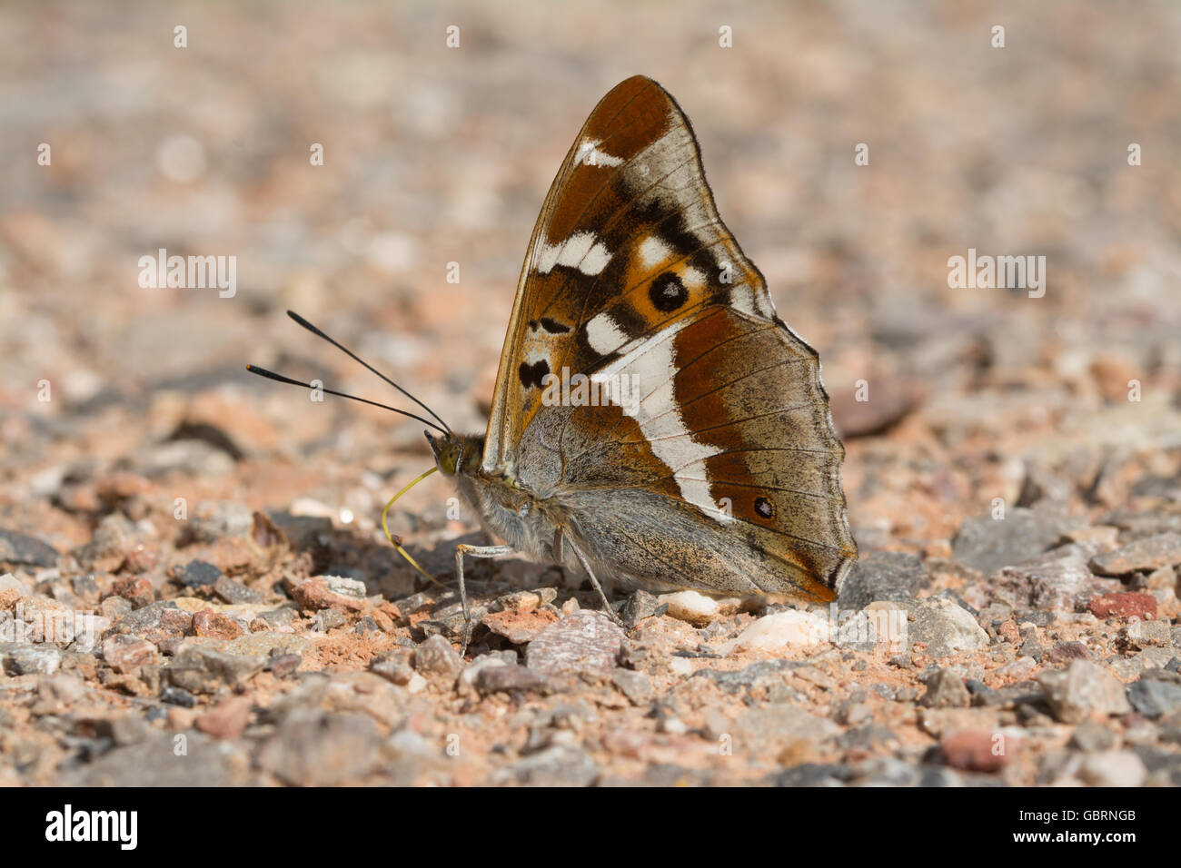 Purpurner Kaiserschmetterling (Apatura Iris) in Alice holt Forest in Hampshire, England, Großbritannien Stockfoto