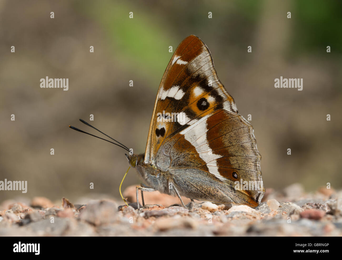 Purpurner Kaiserschmetterling (Apatura Iris) in Alice holt Forest in Hampshire, England, Großbritannien Stockfoto
