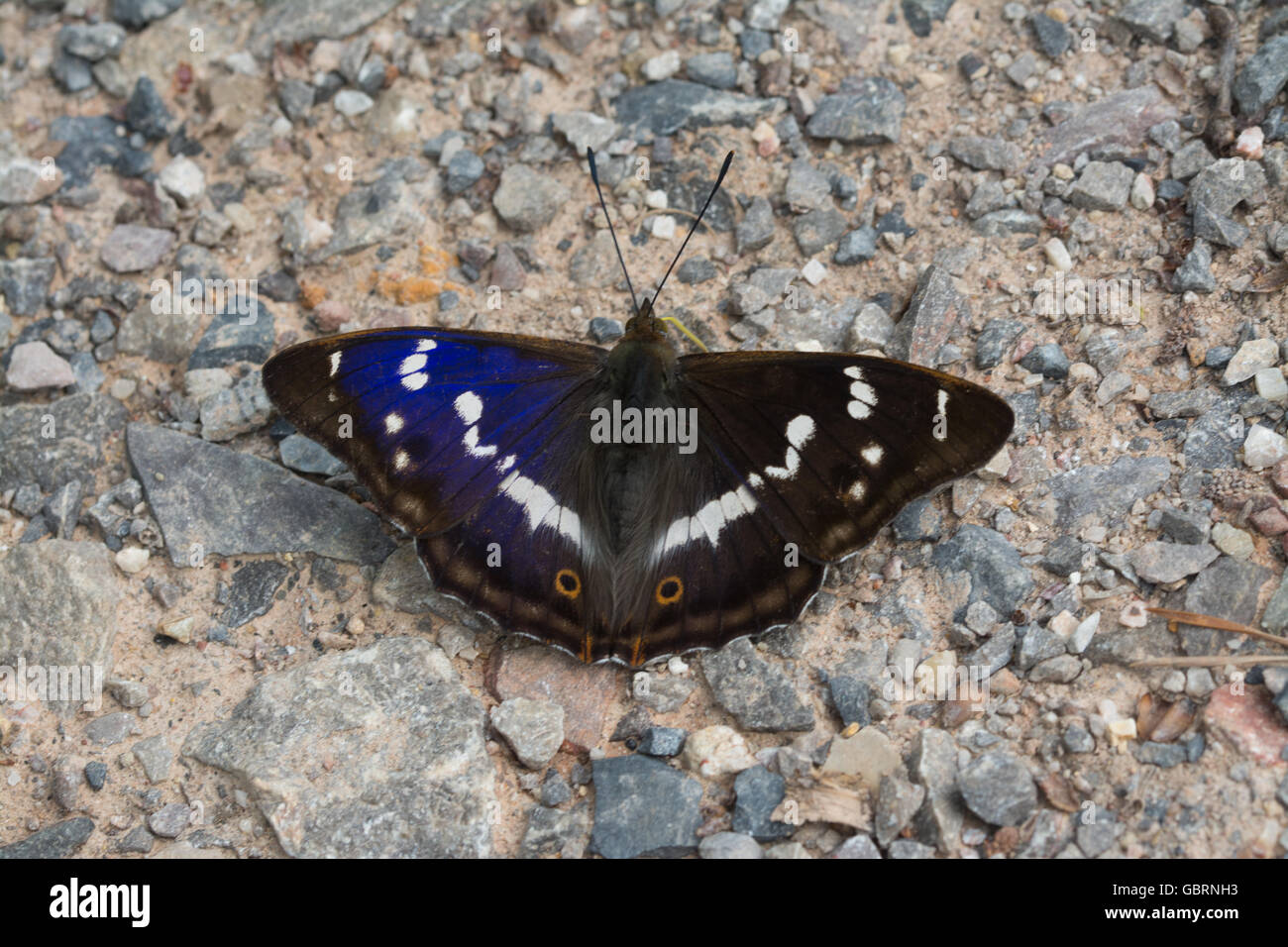 Purple Kaiser Schmetterling (Apatura Iris) aalen mit offenen Flügeln in Alice holt Forest in Hampshire, England, Großbritannien Stockfoto
