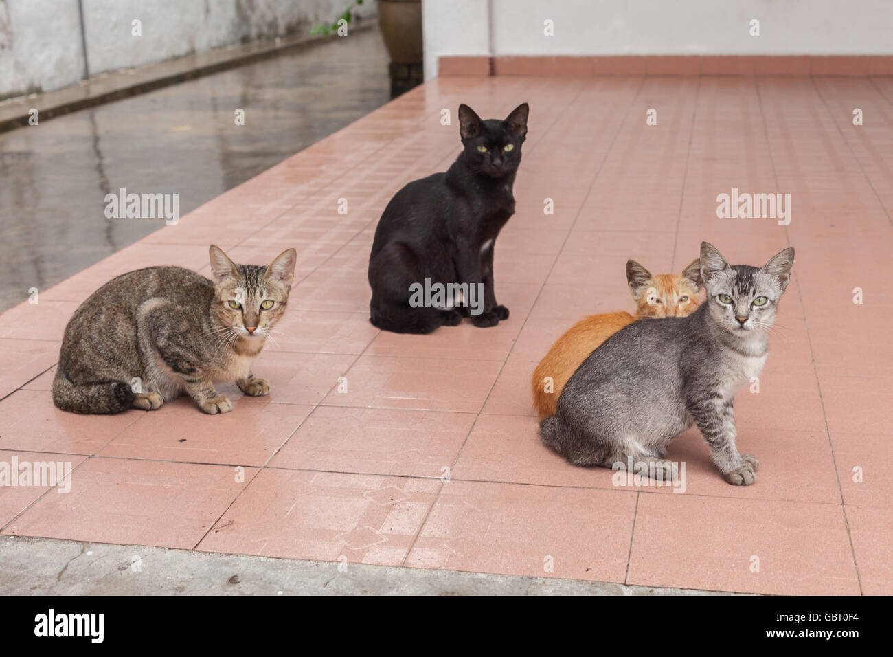 Vier verschiedene Farbe Katzen in die Kamera starrt, Melaka, Malaysia Stockfoto