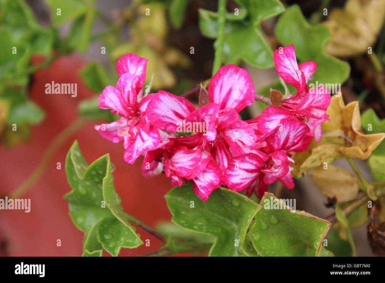 Rosa Regen durchnässt Blumen. bei Sims Park Coonoor geklickt Stockfoto