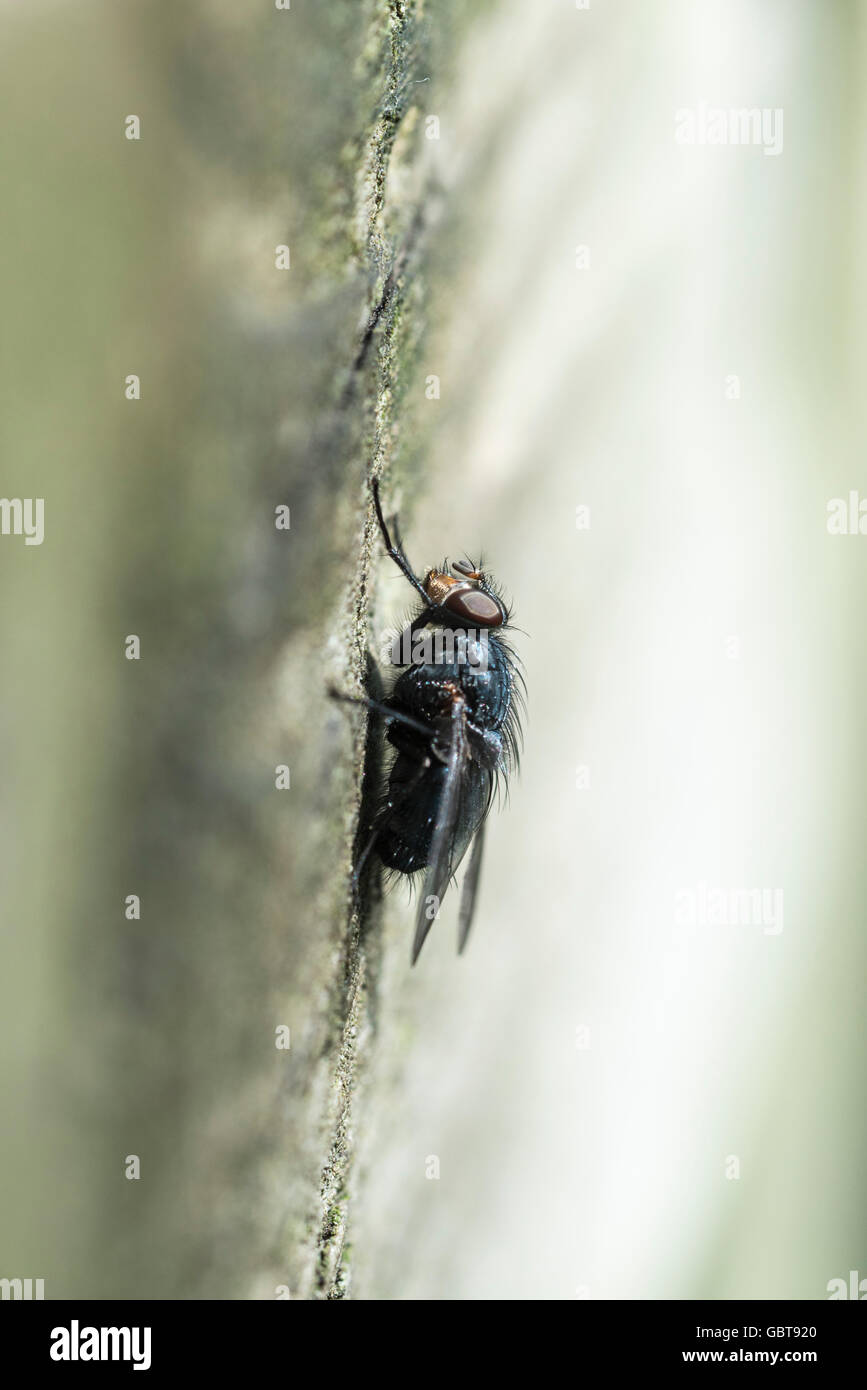 Eine Fliege thront Zusammenarbeit Stockfoto