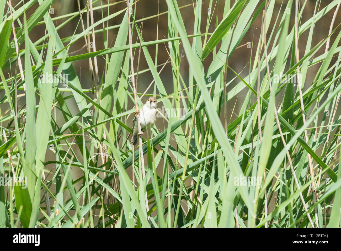 Ein beringter Reed Warbler in seinem typischen Reed Bett Lebensraum Stockfoto
