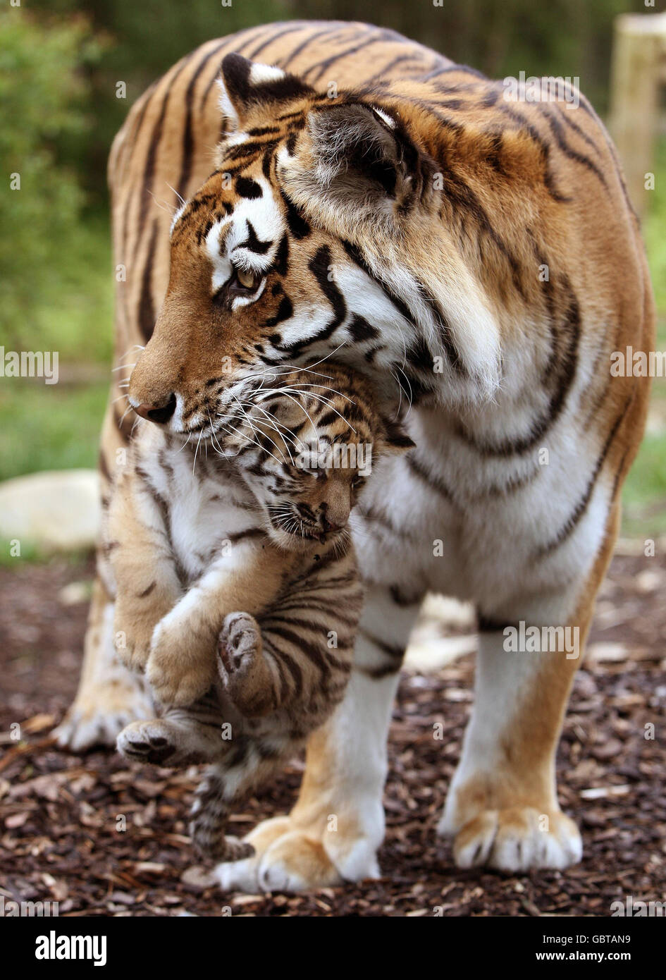 Eines der drei neuen Amur-Tiger-Jungen, noch unbenannt, mit Mama Sasha, nachdem sie am 11. Mai im Highland Wildlife Park in Kingussie, in der Nähe von Aviemore, geboren wurden. Stockfoto