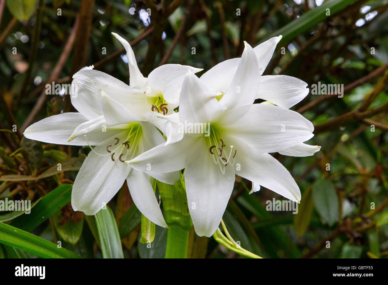 März Lilly (Cybistetes Longifolia) Stockfoto