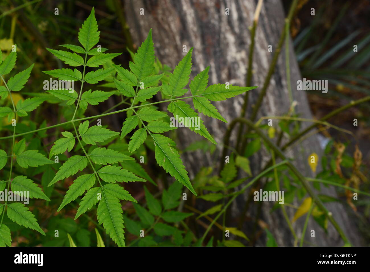 Nahaufnahme eines schönen Neem Blätter Stockfoto