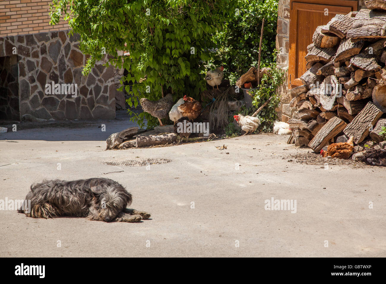 Hund schläft auf einem Hof mit Hühnern laufen frei von Protokoll-Stapel Stockfoto