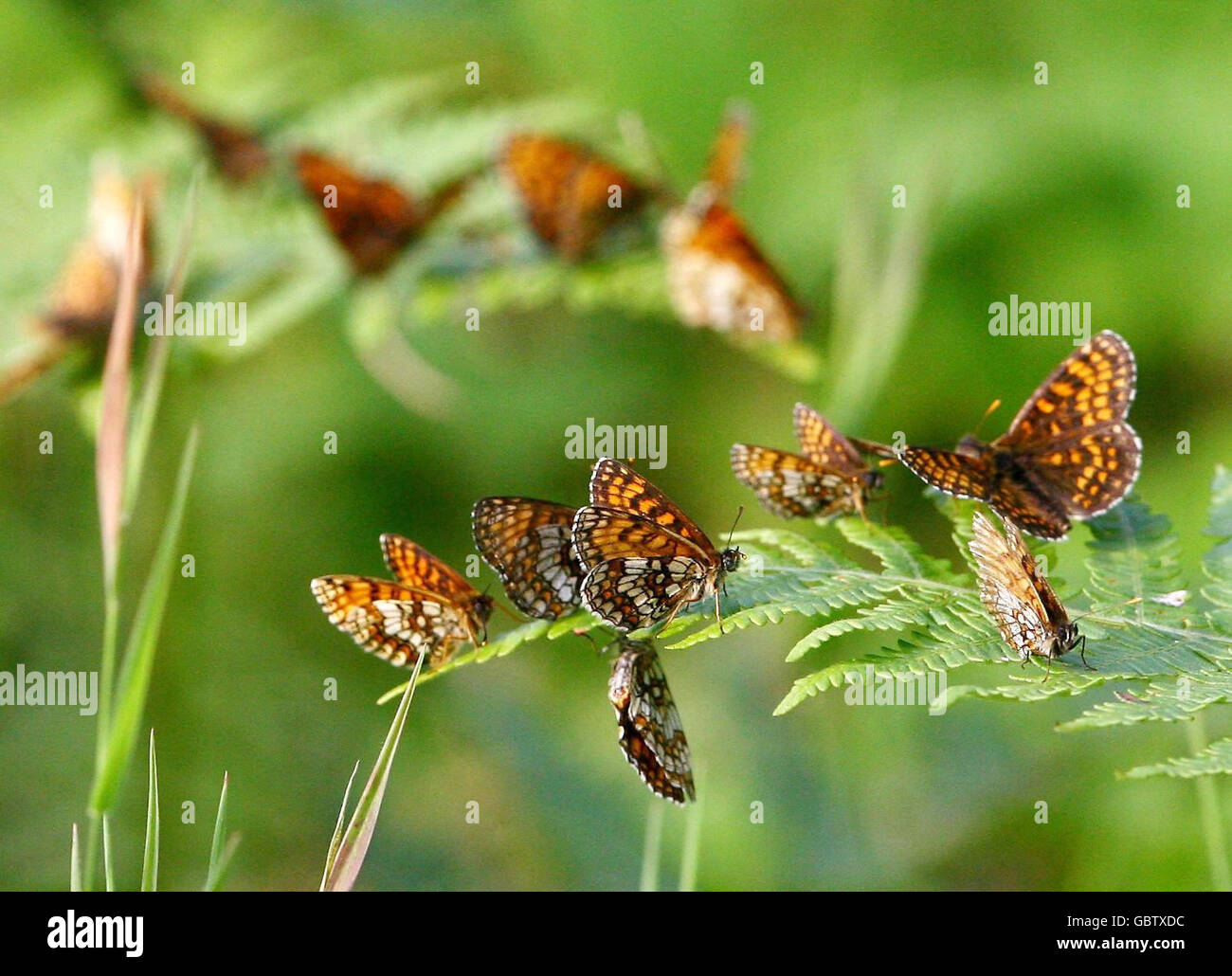 Heath Fritillary Schmetterlinge, die in Großbritannien selten sind, sind in großer Zahl nach Blean Woods, in der Nähe von Canterbury in Kent zurückgekehrt. Stockfoto