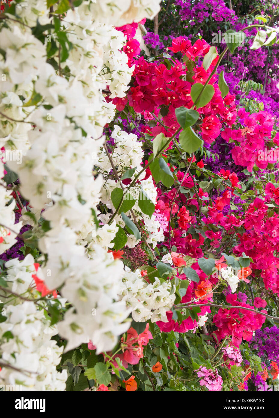 Bougainvillea in weiß, rosa und lila an der Wand eines Hauses auf der griechischen Insel Paxos Stockfoto