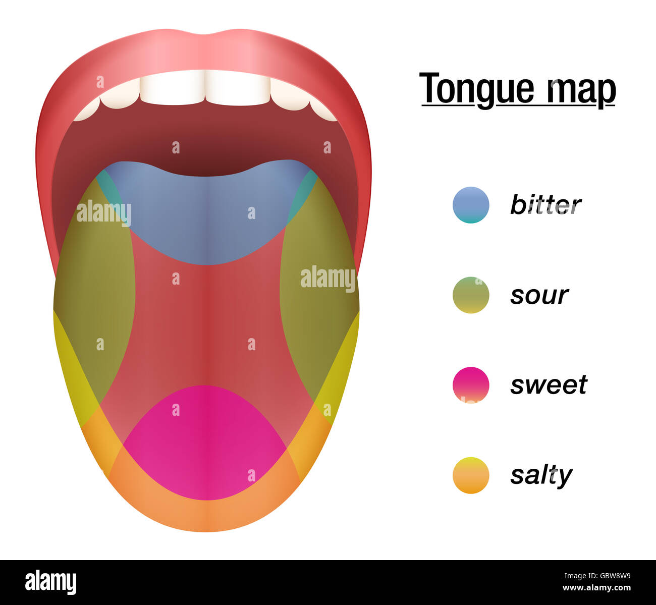 Geschmack-Karte von der Zunge mit seinen vier Geschmack - bitter, sauer, süß und salzig. Stockfoto