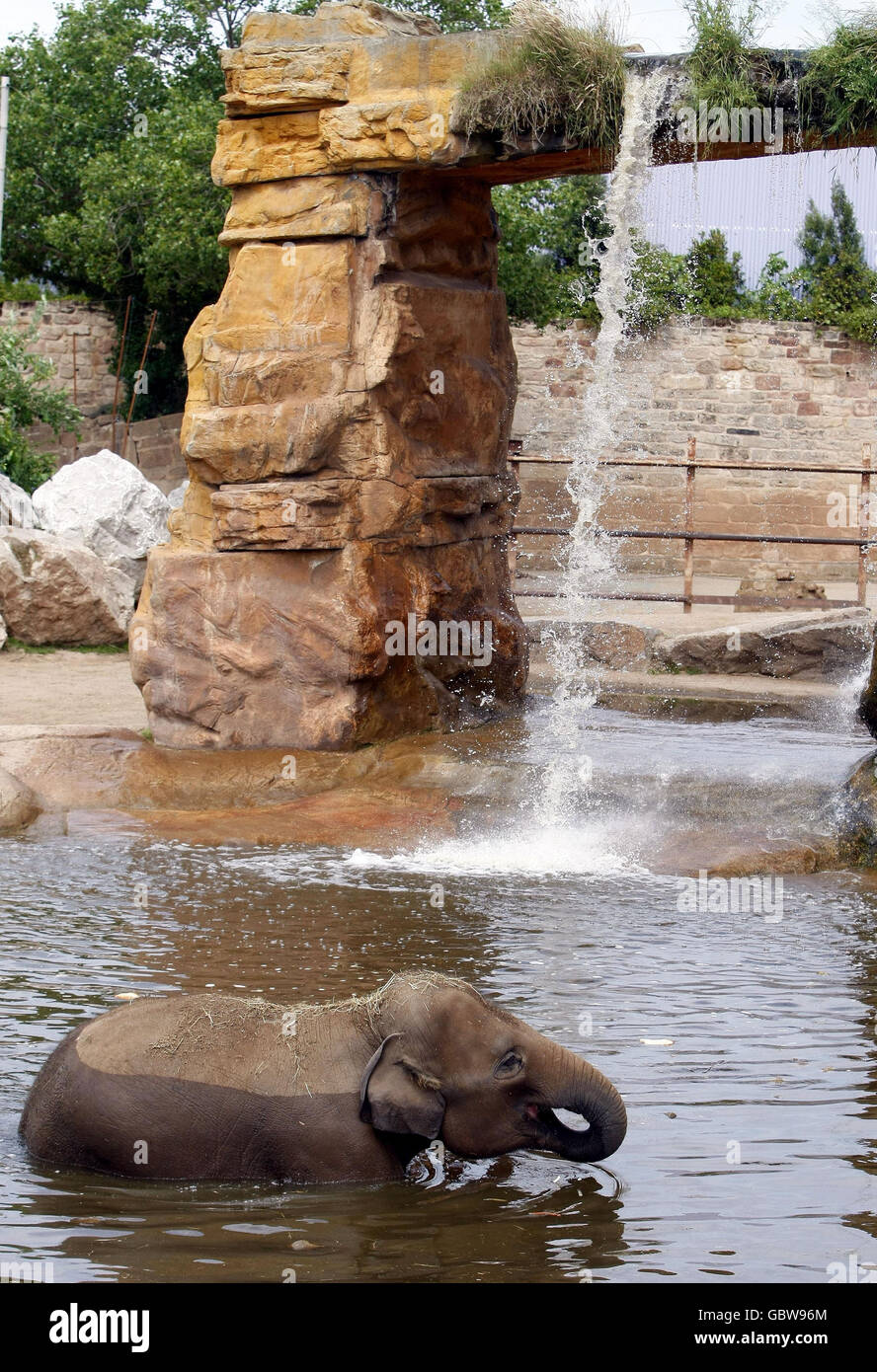 Ein Elefantenbaby kühlt sich bei den heißen Temperaturen ab, indem es im Pool des Chester Zoos baden. Stockfoto