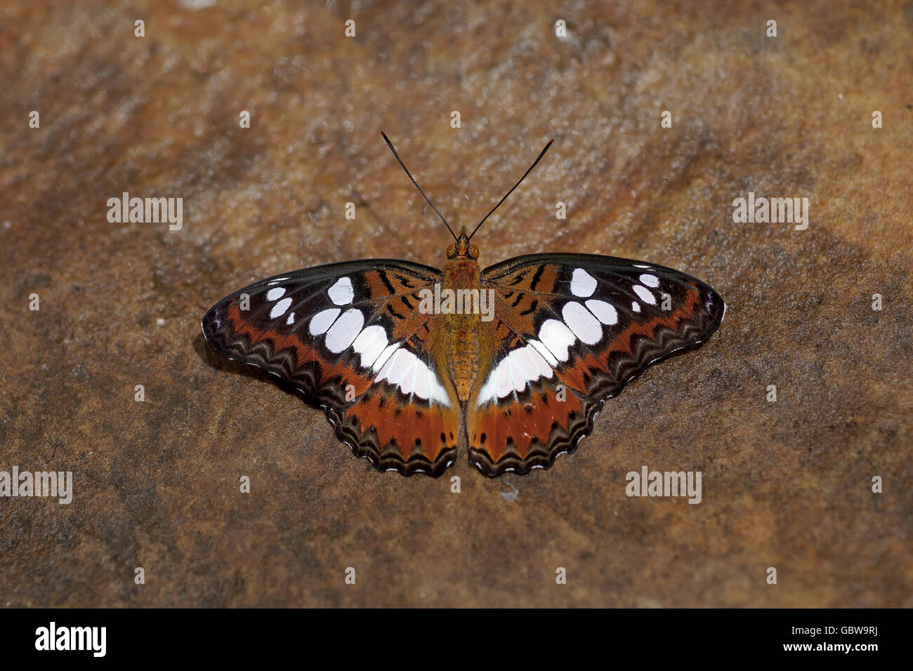 Nahaufnahme der schöne Schmetterling in der Natur Stockfoto