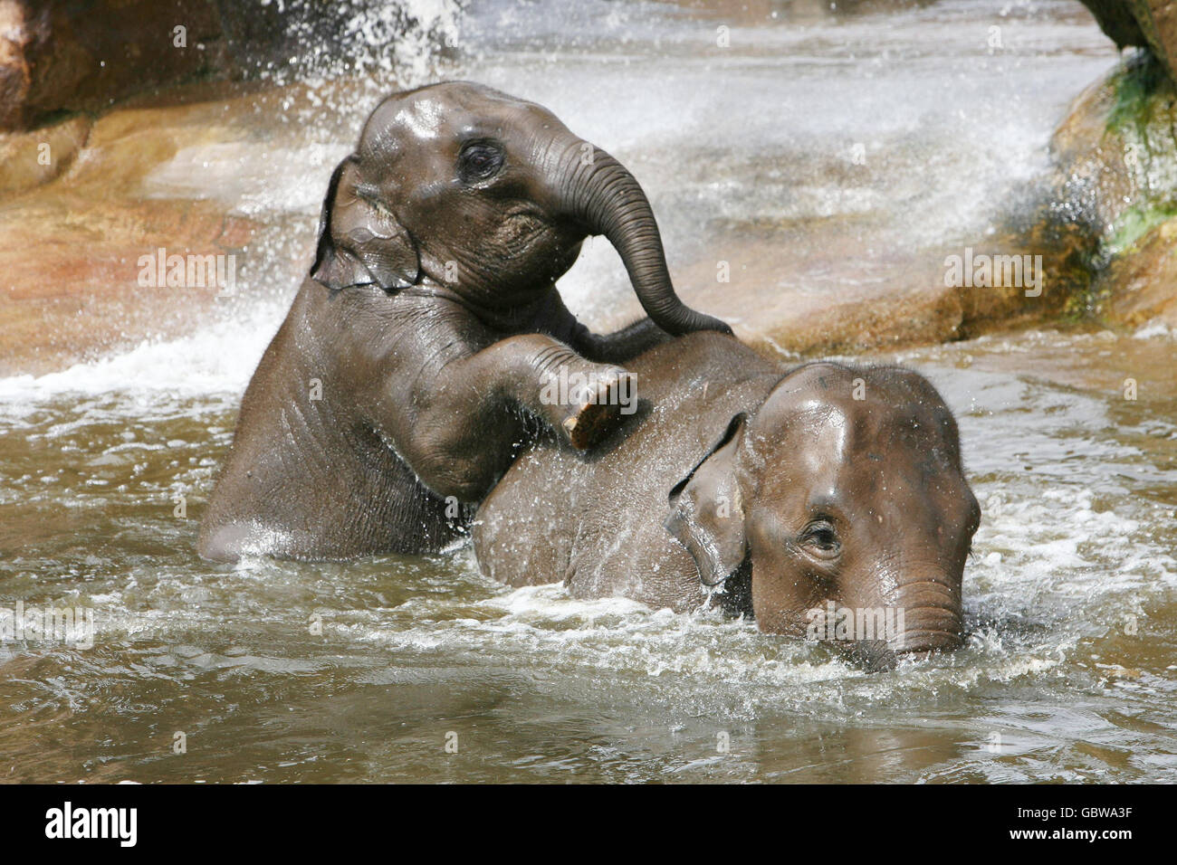 Baby-Elefanten kühlen sich bei den heißen Temperaturen ab, indem sie im Pool des Chester Zoo baden. Stockfoto Baby-Elefanten kühlen sich bei den heißen Temperaturen ab, indem sie im Pool des Chester Zoo baden. Stockfoto