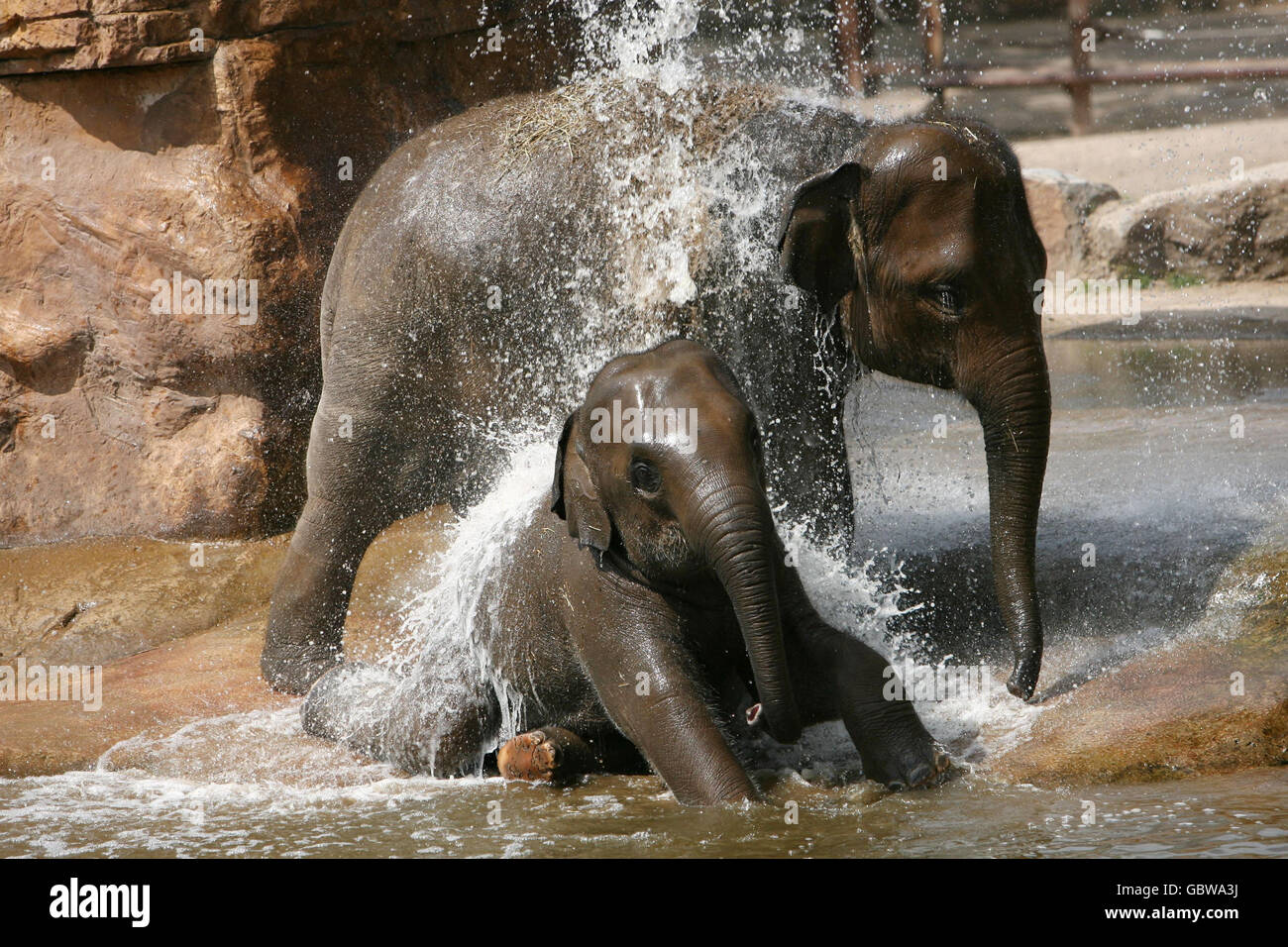 Baby-Elefanten kühlen sich bei den heißen Temperaturen ab, indem sie im Pool des Chester Zoo baden. Stockfoto