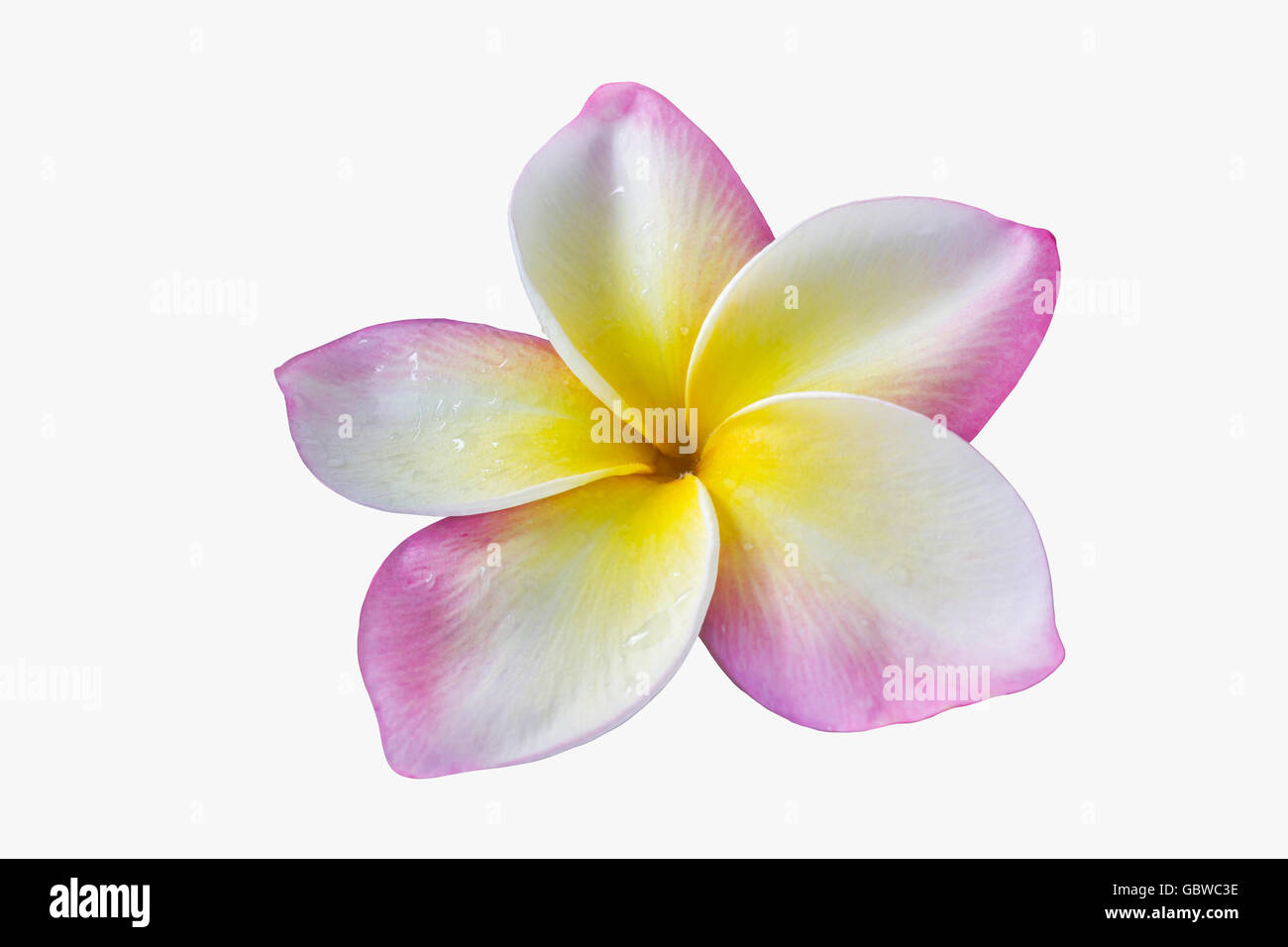 Isolierte einzelne Blüte rosa gelb und weiß Blume Plumeria oder Frangipani mit Wassertropfen auf Blumenblatt auf weißen staatlich Stockfotografie