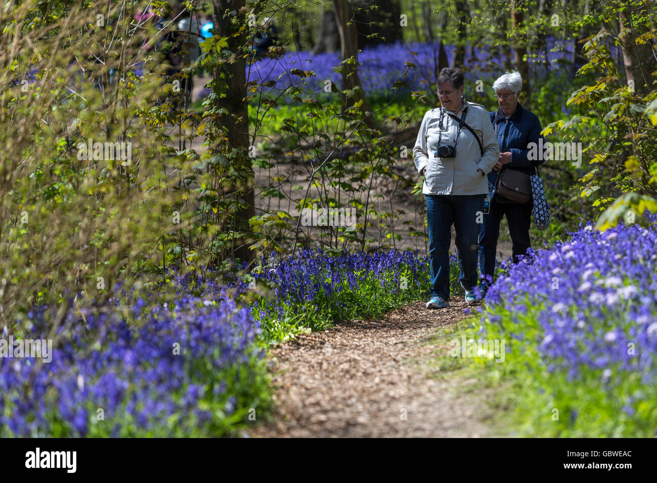 Frau, ein Spaziergang in einem Kent Holz übersät mit Feder Glockenblumen, Vereinigtes Königreich. Stockfoto