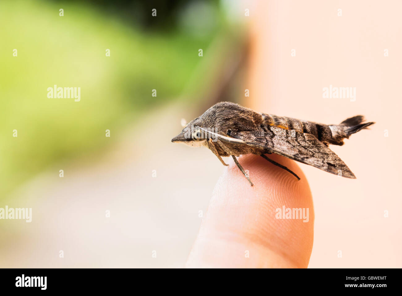 Nessus Sphinx Amphion Floridensis Insekt fangen braun Amphion Floridensis am finger Stockfoto