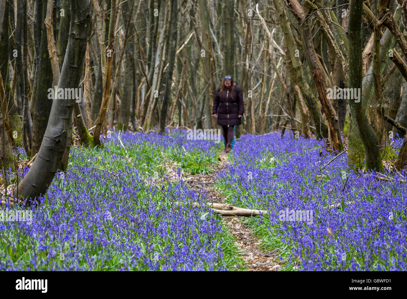 Kent Wald(Holz) Teppichboden im Frühjahr Glockenblumen mit einer Frau in der Ferne, Vereinigtes Königreich. Stockfoto