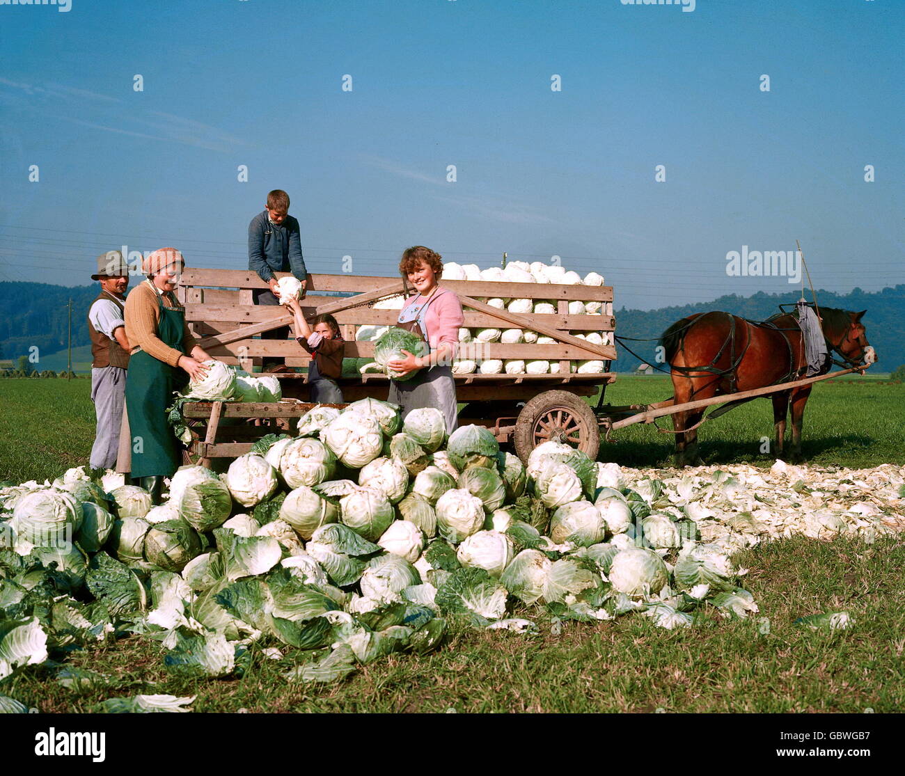 Landwirtschaft, Kohlernte, Ackerbauer, 60er Jahre, , zusätzliche-Rechte