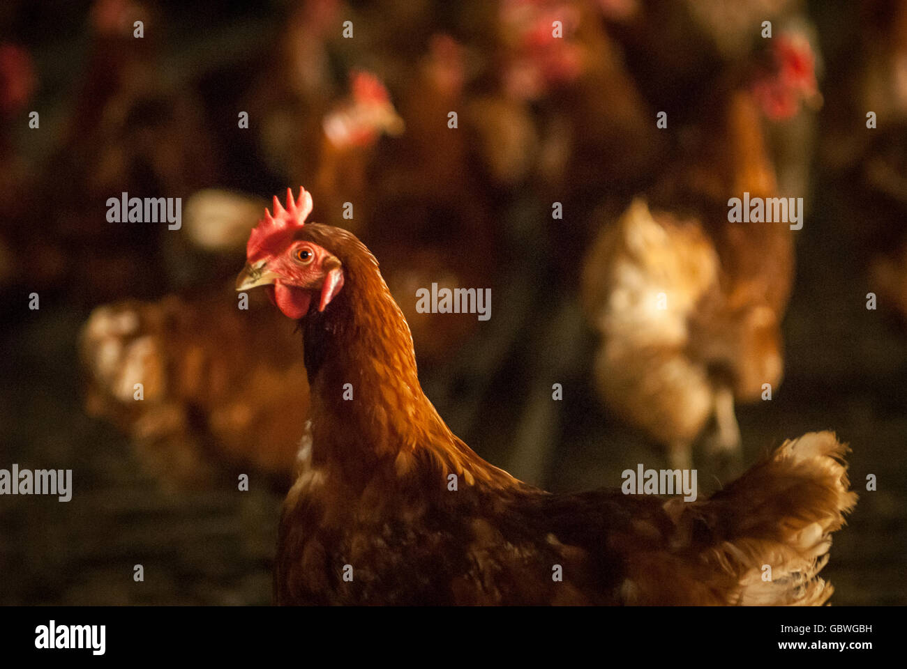 Ehemalige Legebatterien warten auf Umsiedlung auf einer Farm in East Sussex. Stockfoto