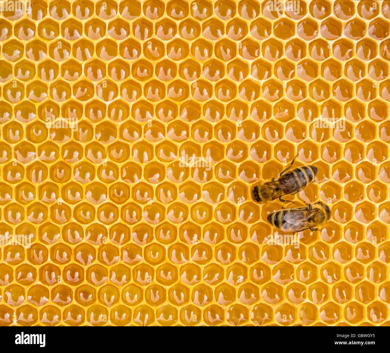 Nahaufnahme von den Arbeitsbienen auf Honigzellen, Exemplar für text Stockfoto