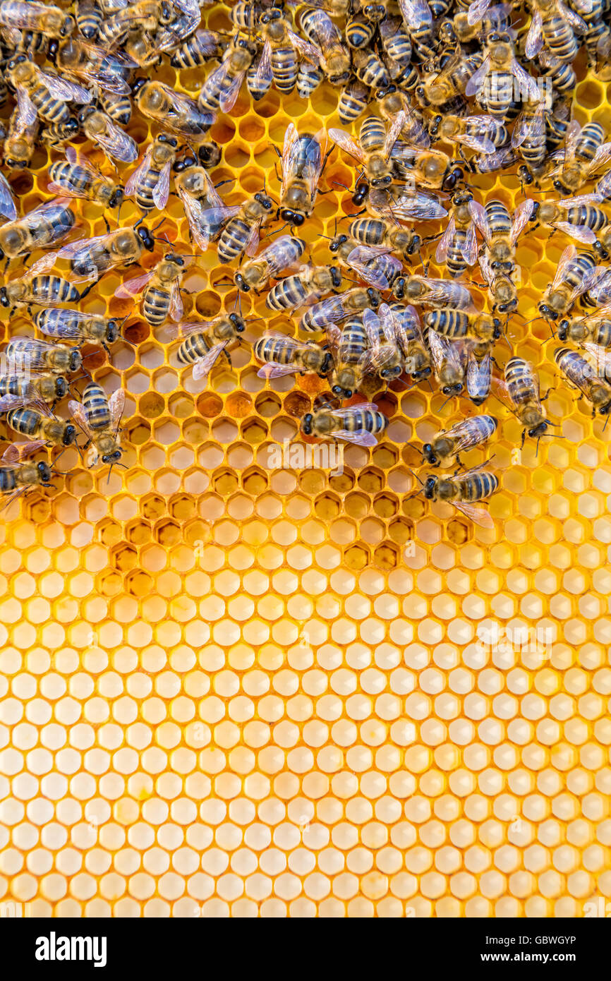 Nahaufnahme von den Arbeitsbienen auf Honigzellen, Exemplar für text Stockfoto