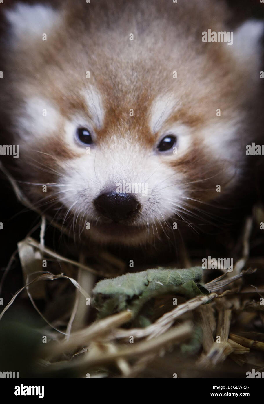 Baby Rote Pandas Stockfotografie Alamy
