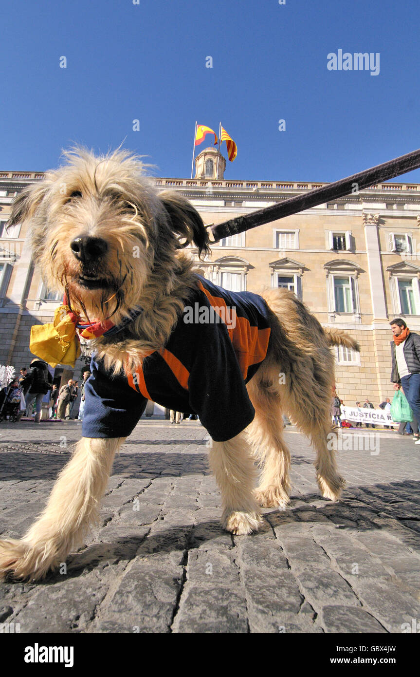 Plaça de Sant Jaume Platz, Barcelona, Katalonien, Spanien Stockfoto
