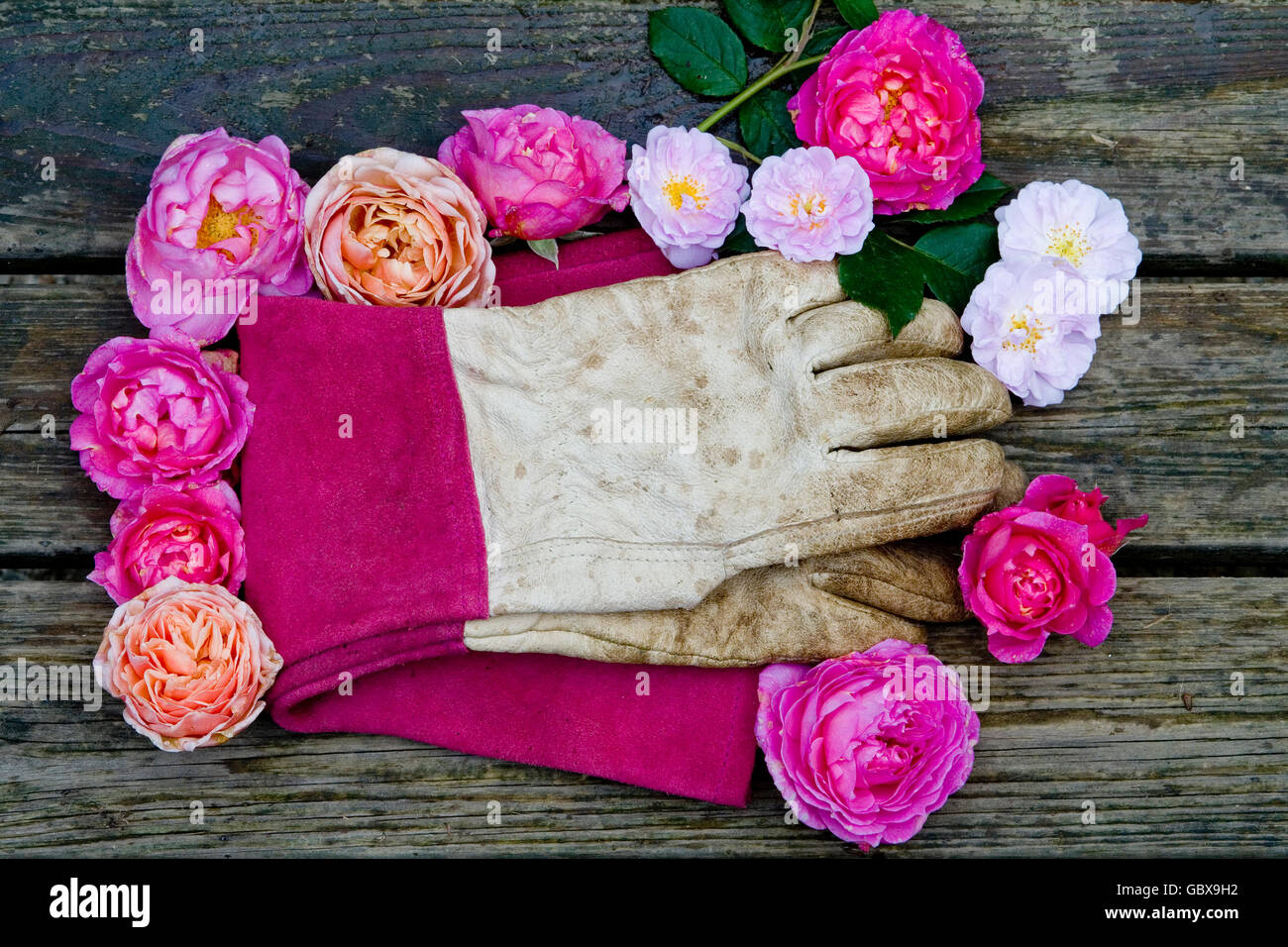 Gartenhandschuhe, umgeben von Rosen Stockfoto