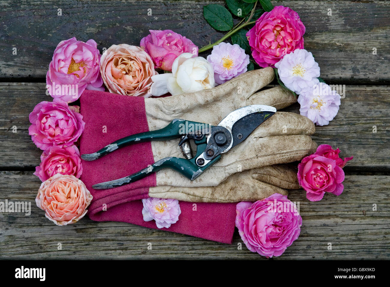Gartenhandschuhe, umgeben von Rosen Köpfe Stockfoto