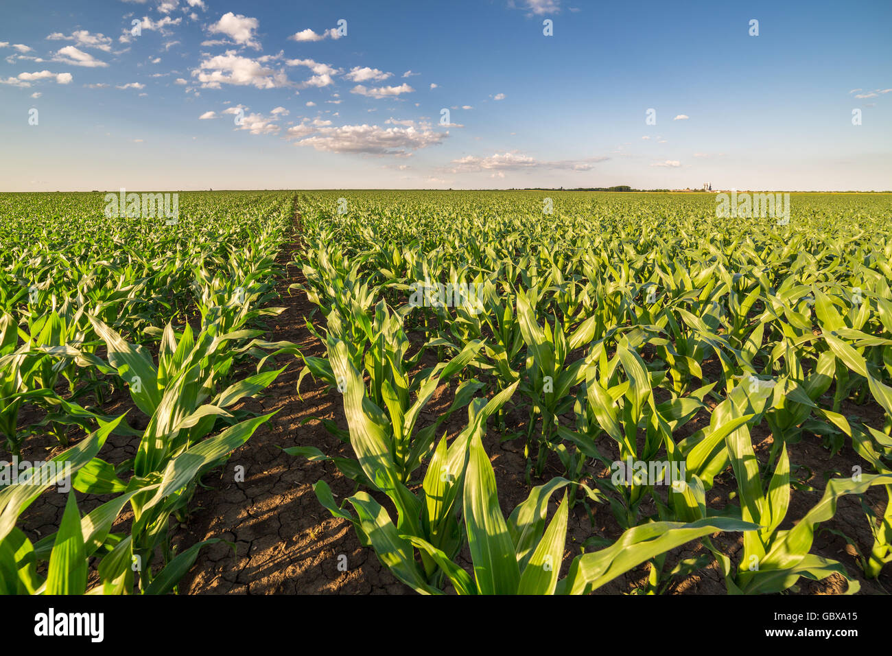 Grünen Mais Maisfeld im frühen Stadium Stockfoto