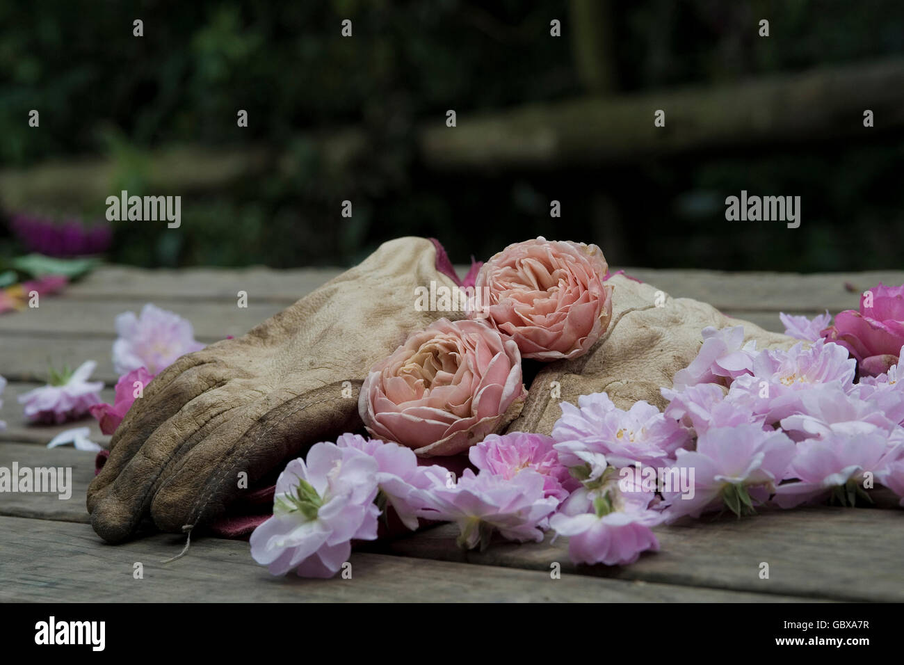 Gartenhandschuhe aus Schneidköpfe aus Rosen links Stockfoto