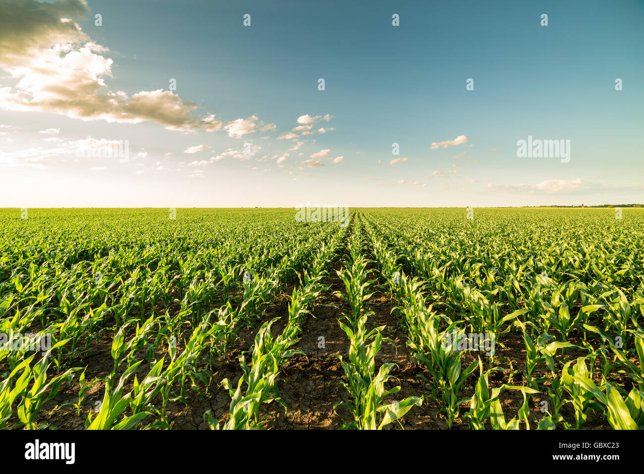 Grünen Mais Maisfeld im frühen Stadium Stockfoto