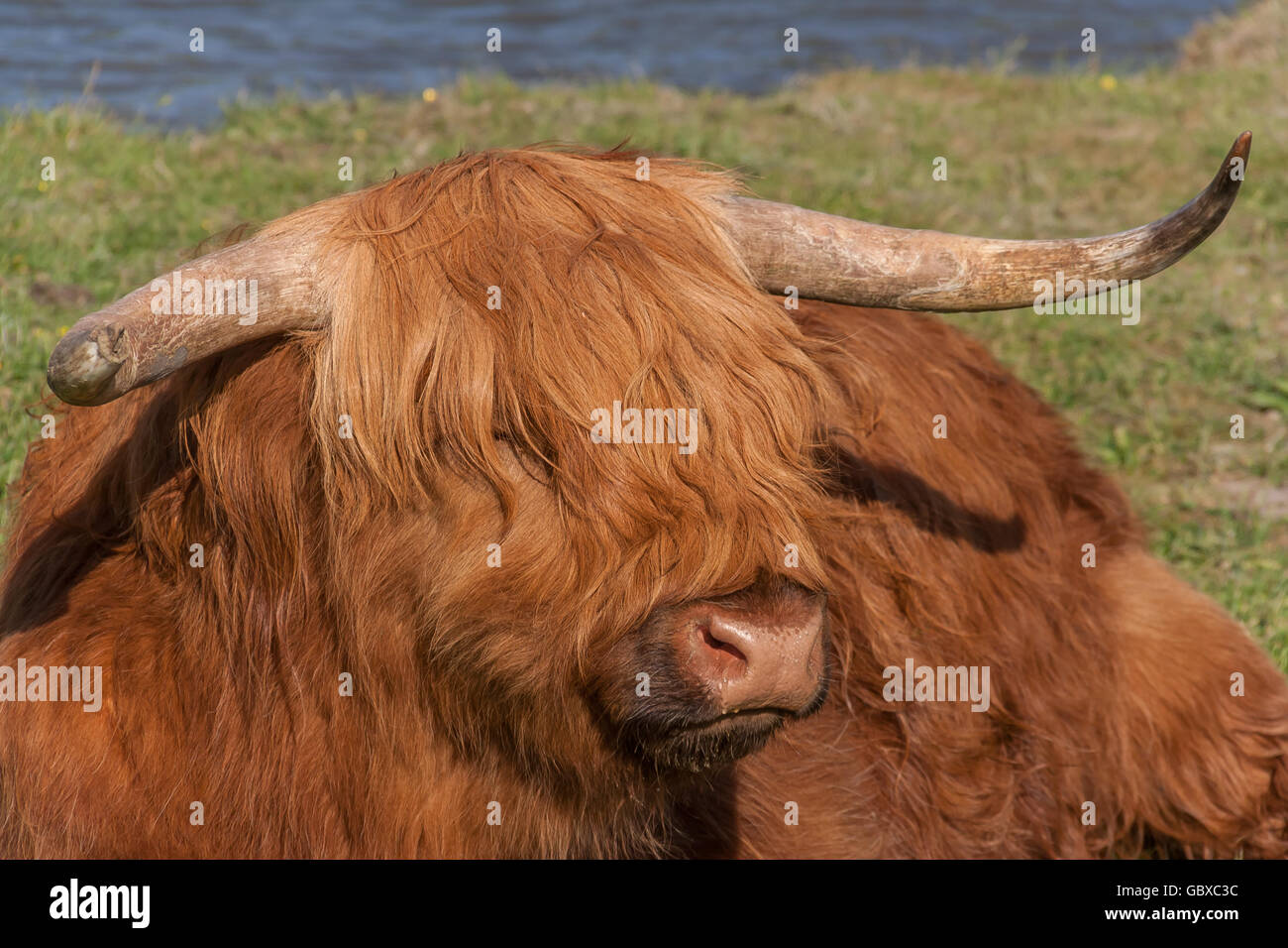 Nahaufnahme einer Highland Kuh auf einer Wiese Stockfoto