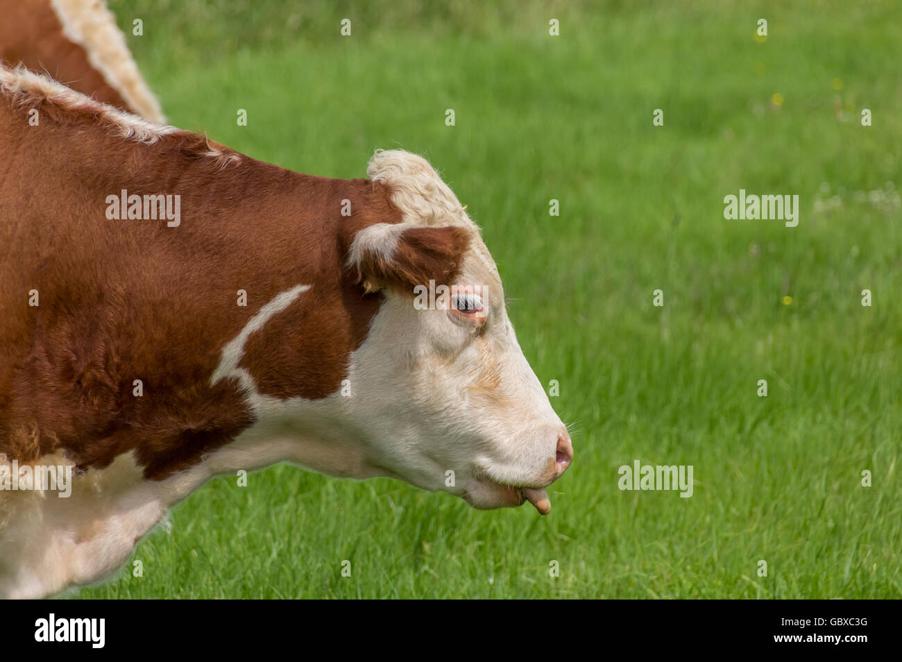 Kuh mit Zunge heraus auf einer grünen Wiese Stockfoto