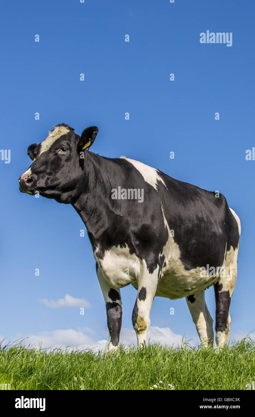 Schwarz / Weiß Kuh auf einer Wiese in Holland Stockfoto