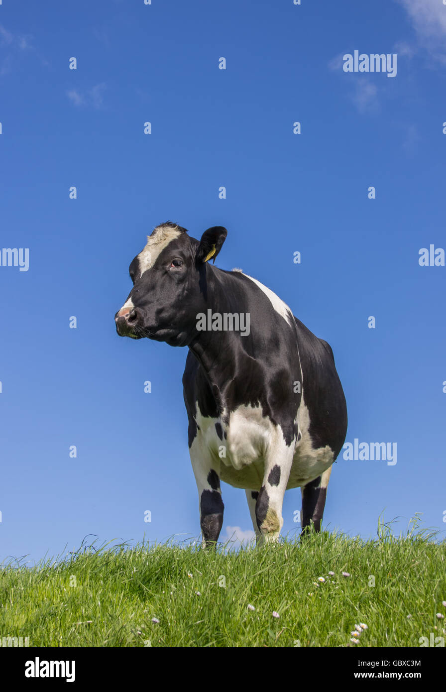 Schwarz / Weiß Kuh auf einer Wiese in Holland Stockfoto