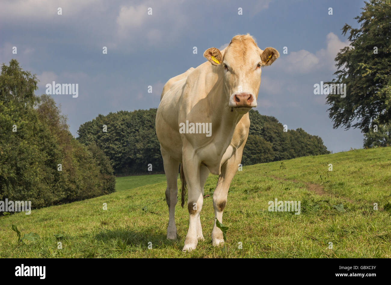 Französische Kuh Blonde d Aquitaine in einer niederländischen Wiese Stockfoto