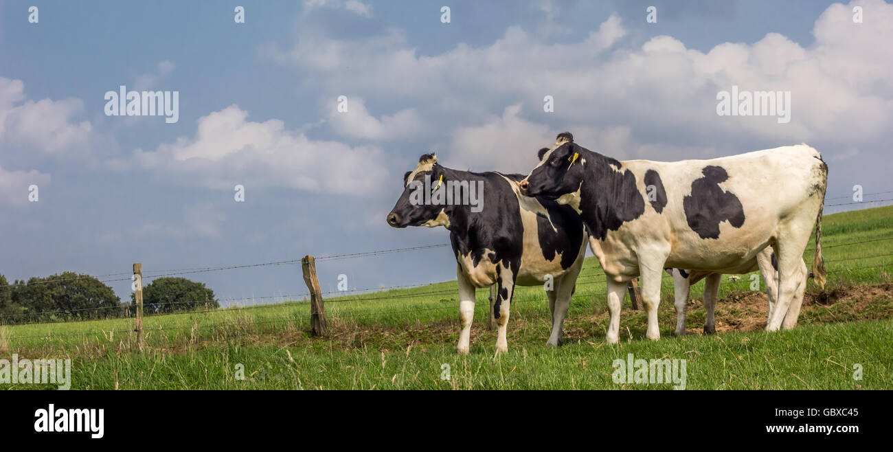 Panorama von zwei niederländischen schwarz-weißen Kühen Stockfoto