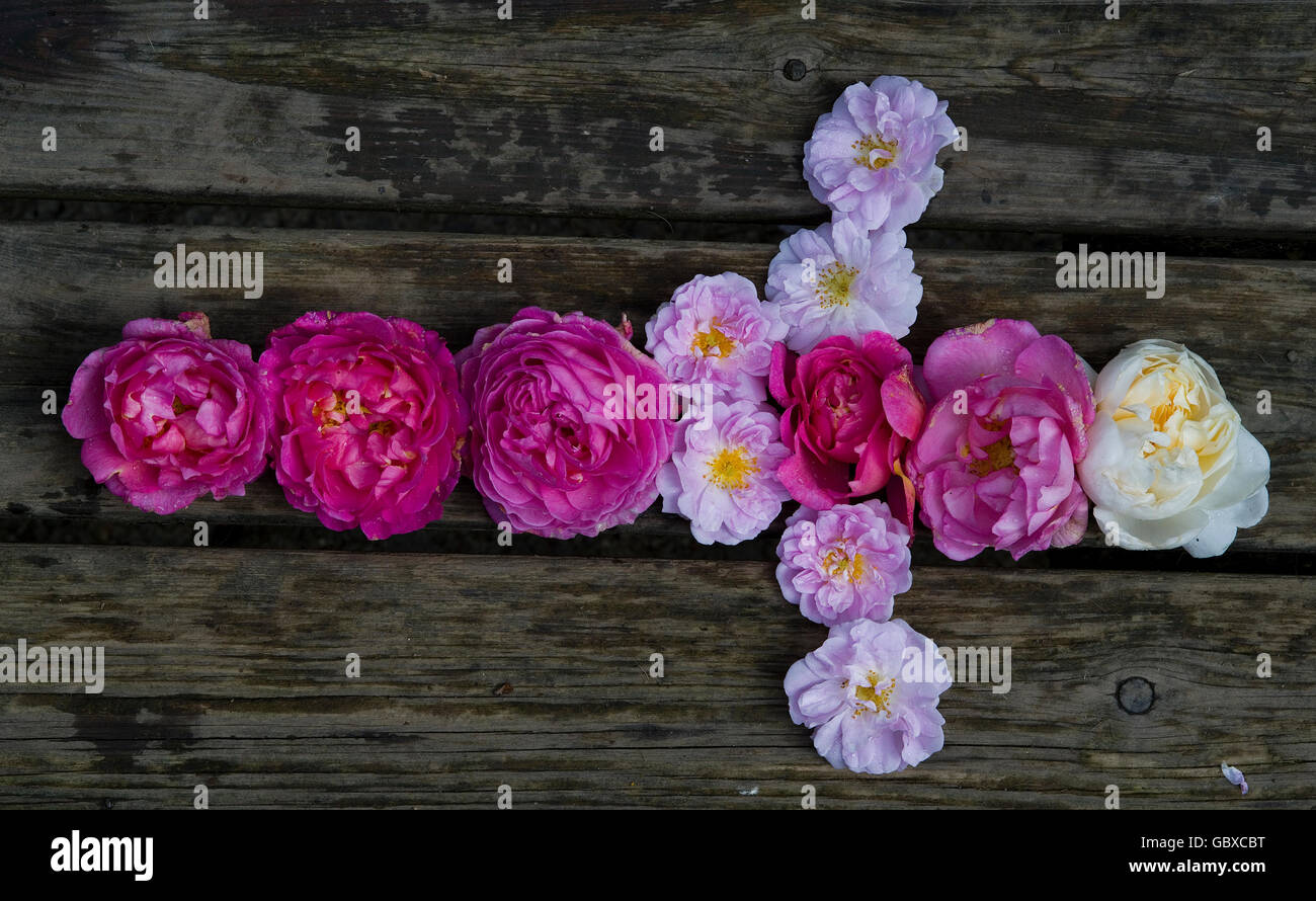 Rosen in Form eines Kreuzes Stockfoto