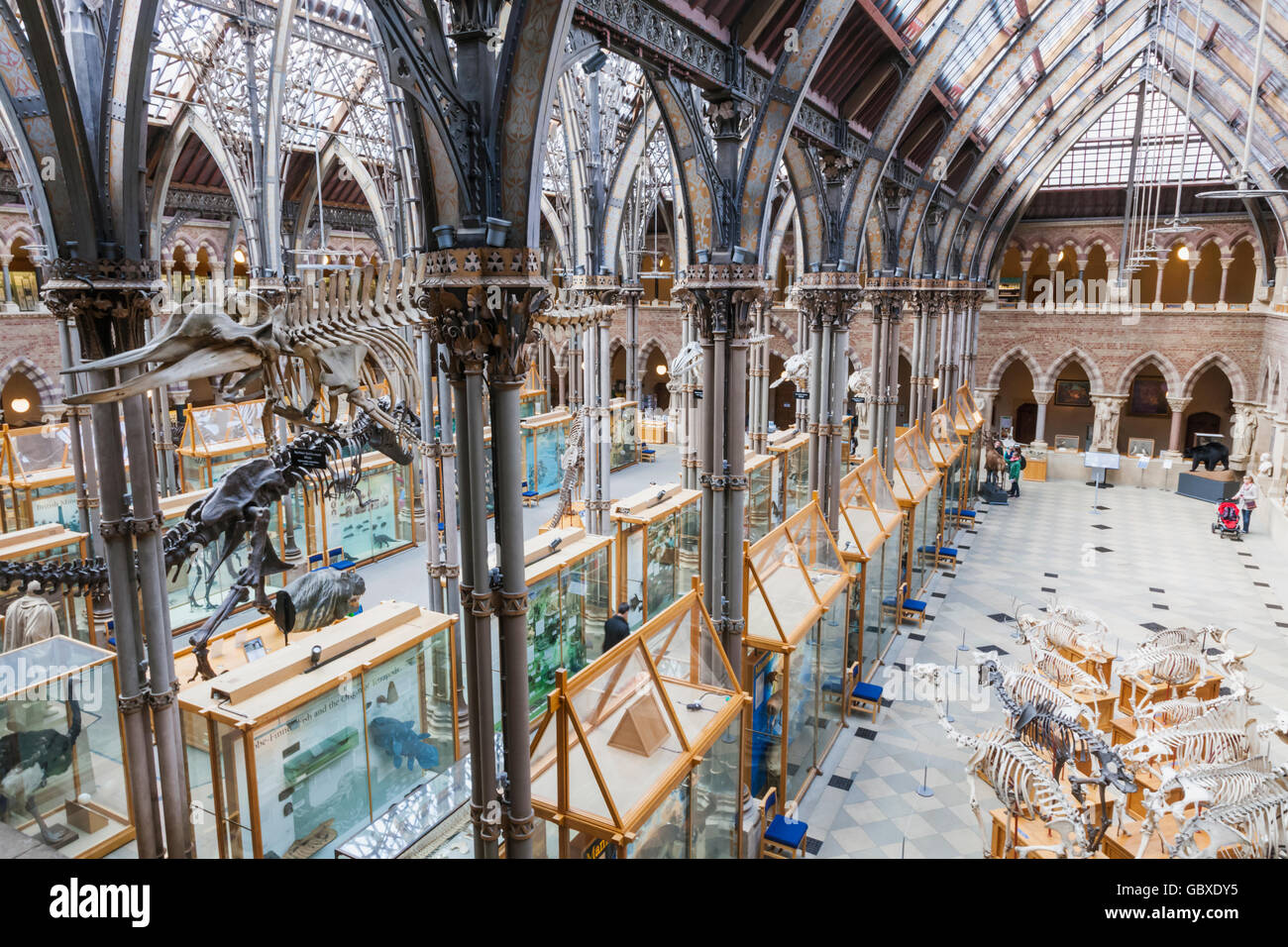 England, Oxfordshire, Oxford, Museum of Natural History, Innenansicht Stockfoto