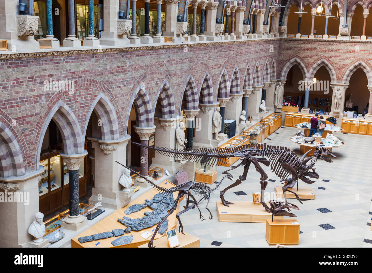 England, Oxfordshire, Oxford, Museum of Natural History, Innenansicht Stockfoto
