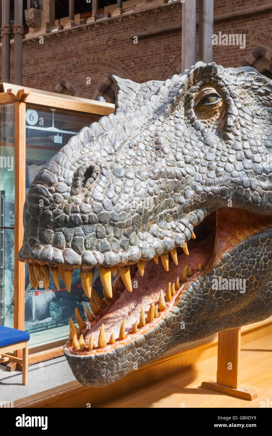 England, Oxfordshire, Oxford, Museum of Natural History, Anzeige der T-Rex Dinosaurier Stockfoto